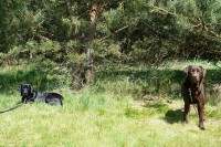 comp_dsc00081