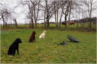 comp_drc_jh_03.14_28