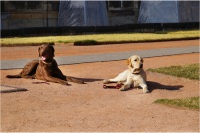 comp_junghunde_03.14_08