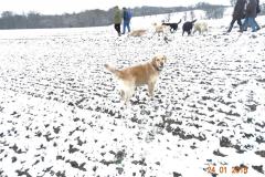Retrievertag Schönefelder Hochland